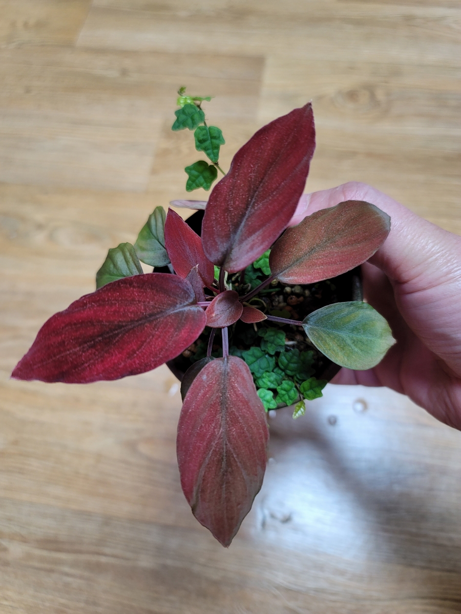 Homalomena sp. Red Velvet - Kepulauan riau
